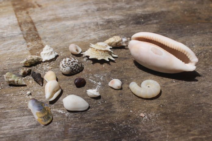 Video - Making a Conch Shell Horn - Xcalak Mexico