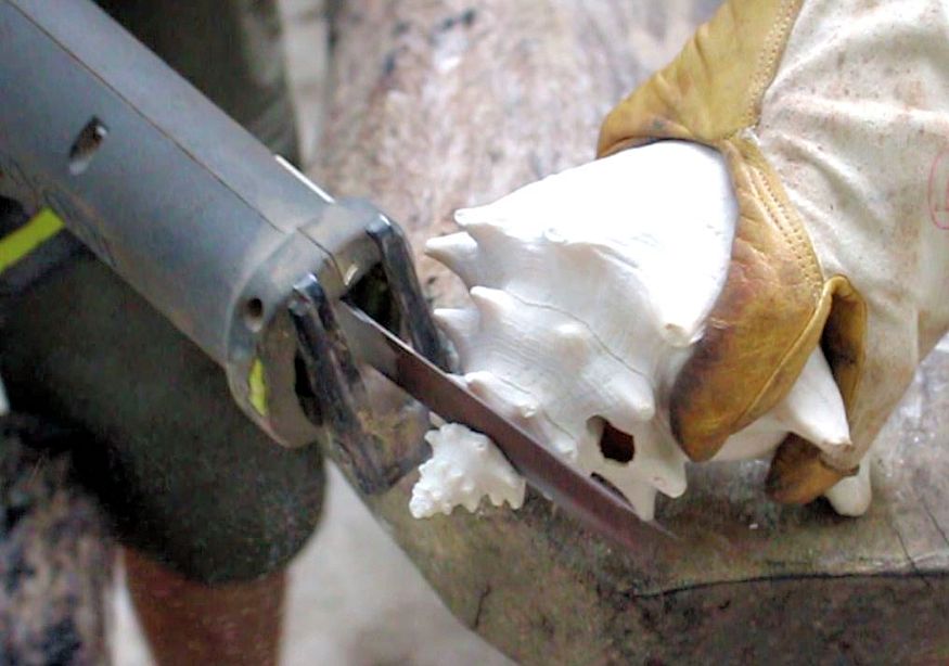 Cutting a conch shell with an electric saw