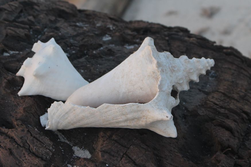 A great-looking conch shell