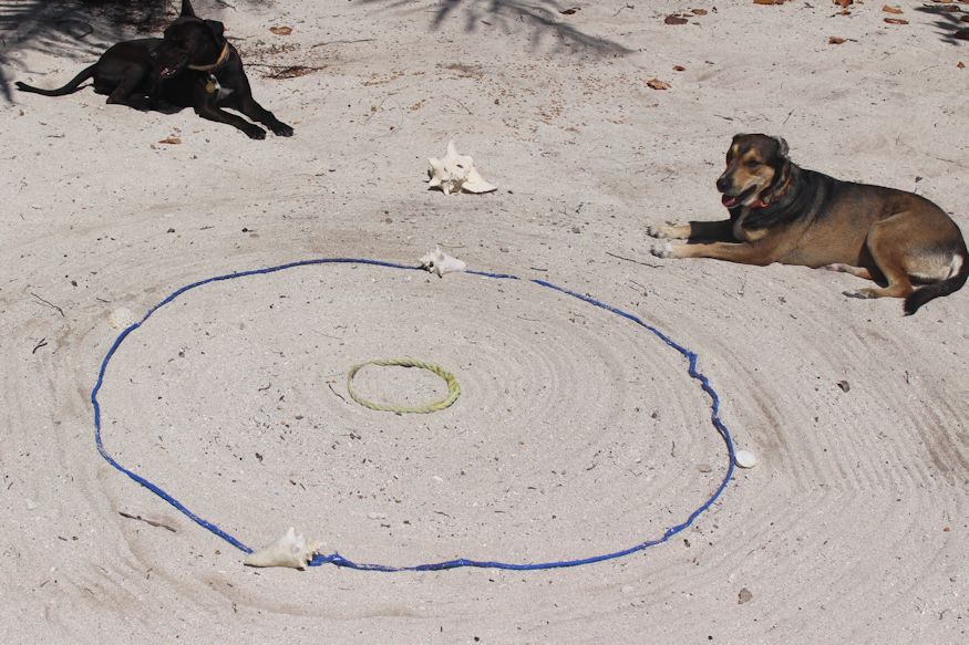 Dogs sitting beside the finished hermit crab racetrack