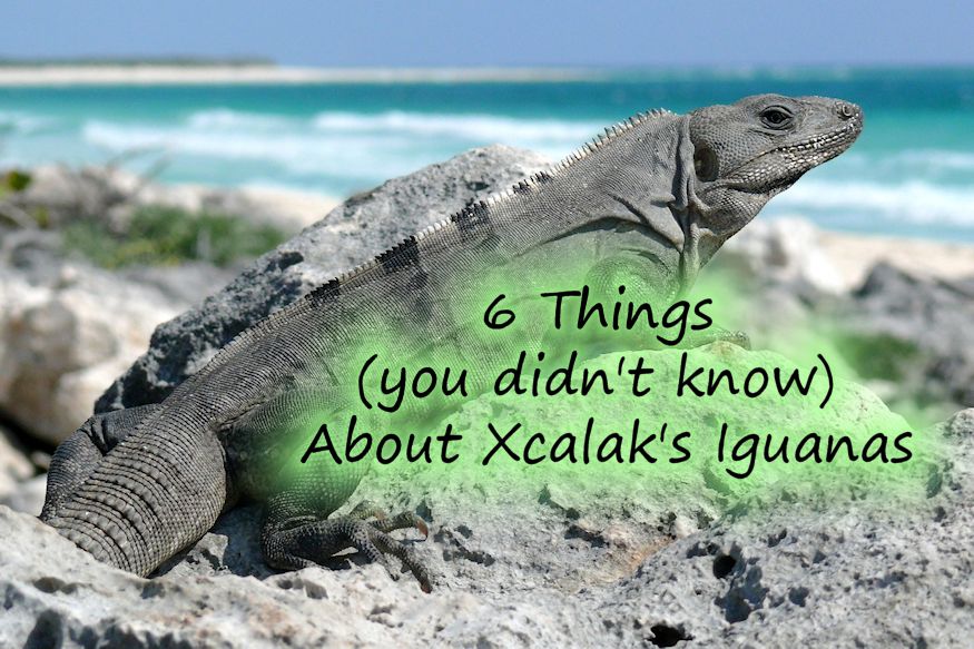 6 Things (you didn't know) About Xcalak's Iguanas - featured image