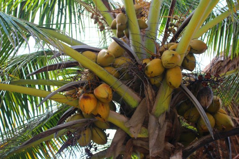 5 Shocking Facts You Probably Don't Know about Palm Trees Xcalak Mexico