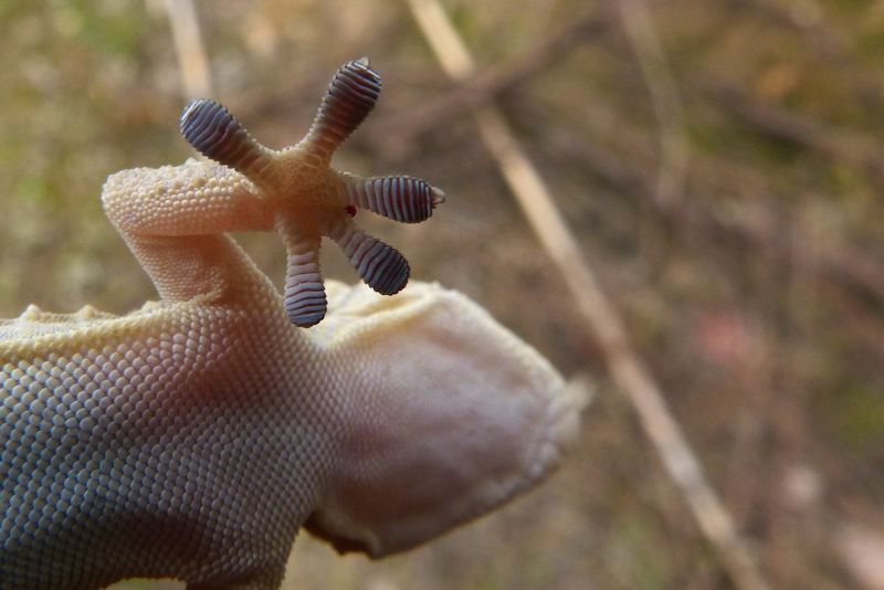 A close up on a gecko's foot on from below on a glass (Xcalak)